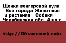 Щенки венгерской пули - Все города Животные и растения » Собаки   . Челябинская обл.,Аша г.